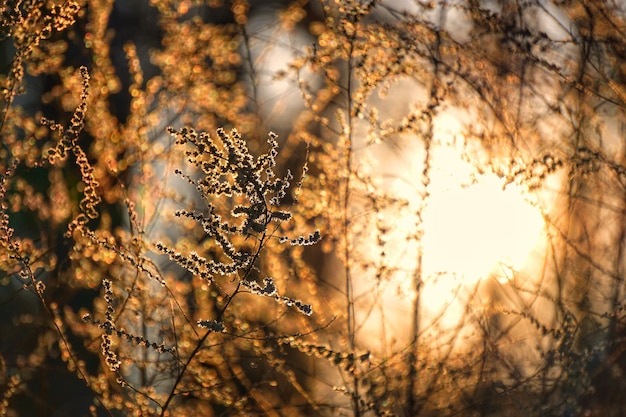 Piante che crescono al tramonto