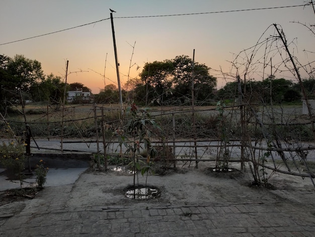 Piante che crescono contro la recinzione durante il tramonto