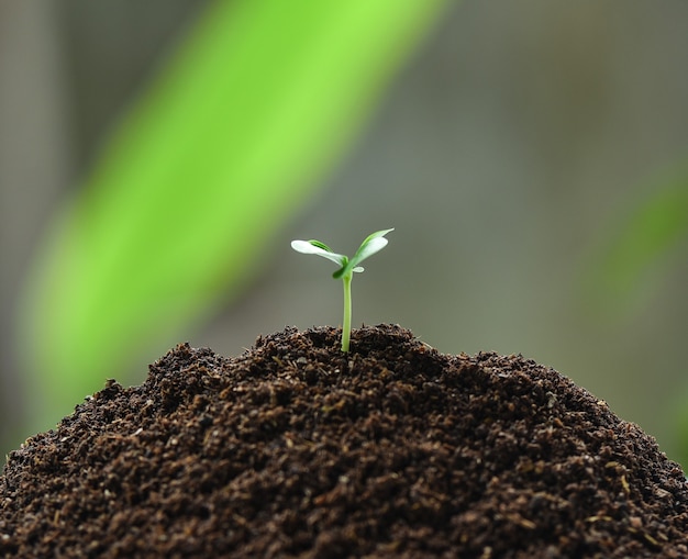 Piante che crescono dal suolo