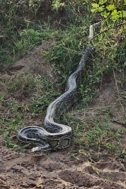 Piante che crescono in campo