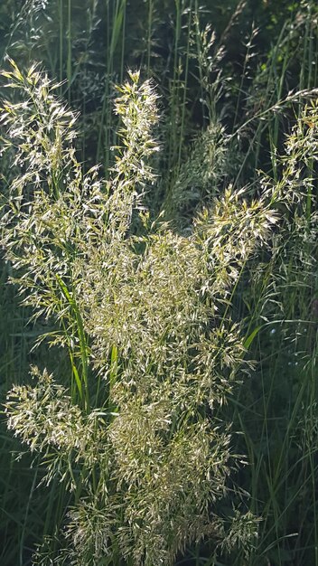 Piante che crescono in campo