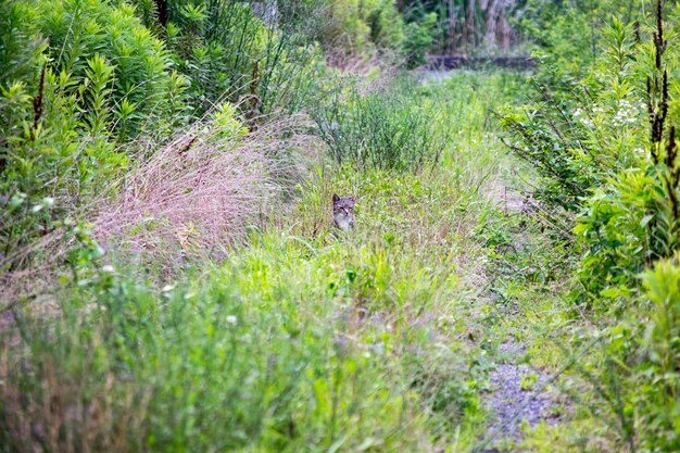 Piante che crescono in campo