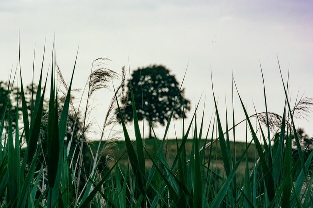 Piante che crescono in campo