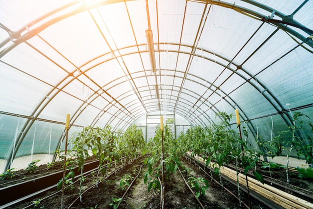 Piante che crescono in una serra di piante. agricoltura