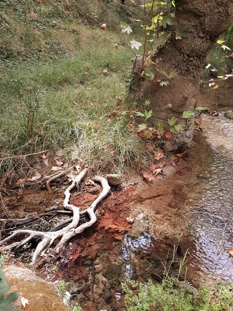 Piante che crescono sugli alberi