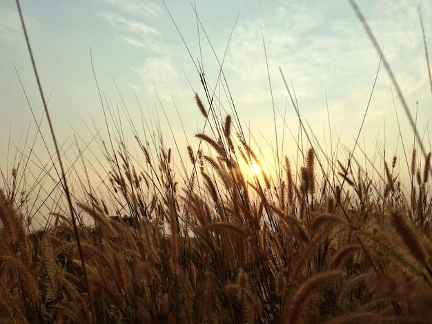 Piante che crescono sul campo contro il cielo