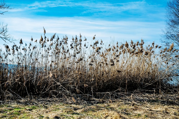 Piante che crescono sul campo contro il cielo