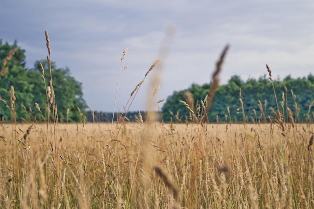 Piante che crescono sul campo contro il cielo