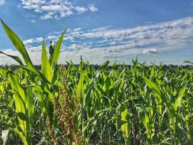 Piante che crescono sul campo contro un cielo nuvoloso