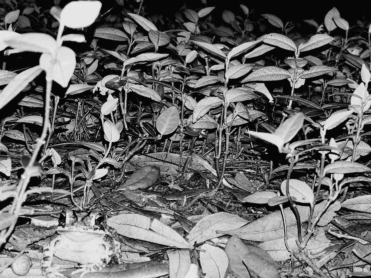 Foto piante che crescono sul campo di notte