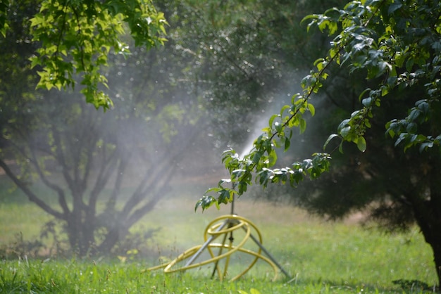 Piante che crescono sul campo nel parco