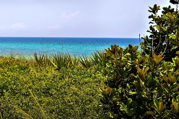 Piante che crescono sulla spiaggia contro il cielo