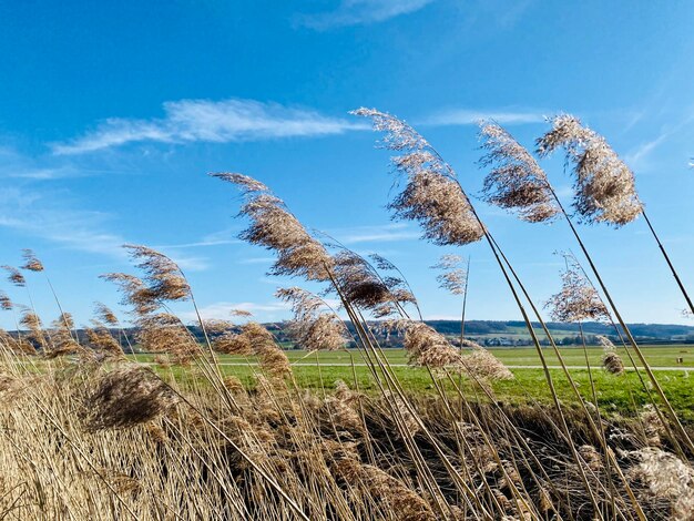 Piante che crescono sulla terra contro il cielo