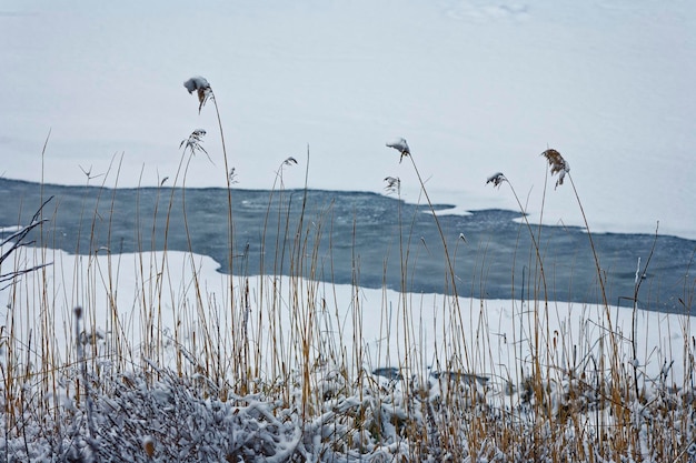 Piante che crescono vicino al lago durante l'inverno