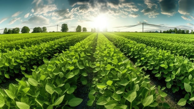 Piante coltivate di soia verde in un panorama agricolo industriale di un'azienda agricola