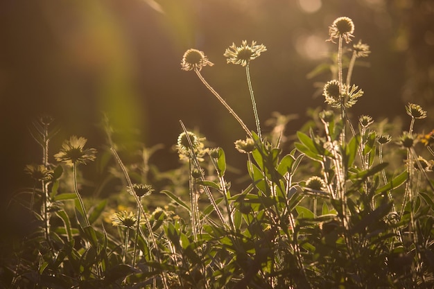 Piante con belle foglie che si riflettono nella luce naturale