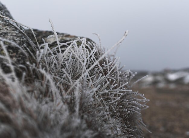 piante congelate in inverno con ghiaccio