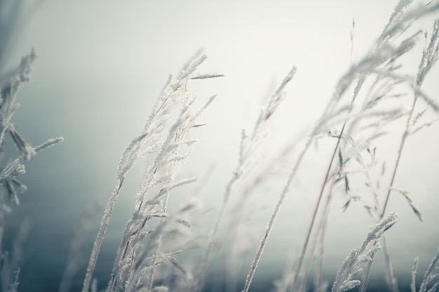 Piante coperte di ghiaccio nella foresta invernale all'alba Macro immagine