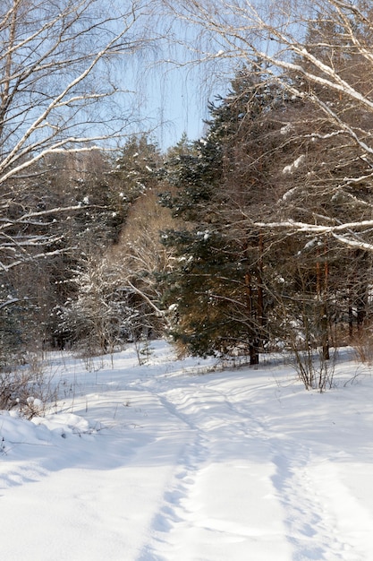 Piante coperte di neve e gelo