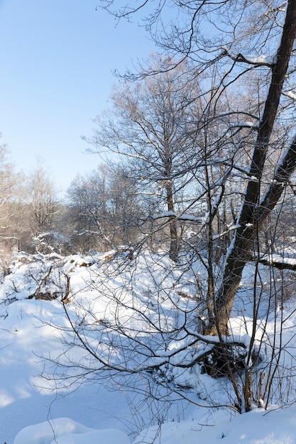 Piante coperte di neve e gelo