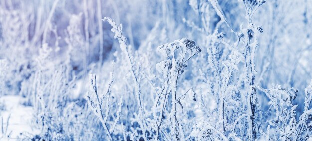 Piante coperte di neve nella foresta in una giornata di sole invernale, sfondo invernale