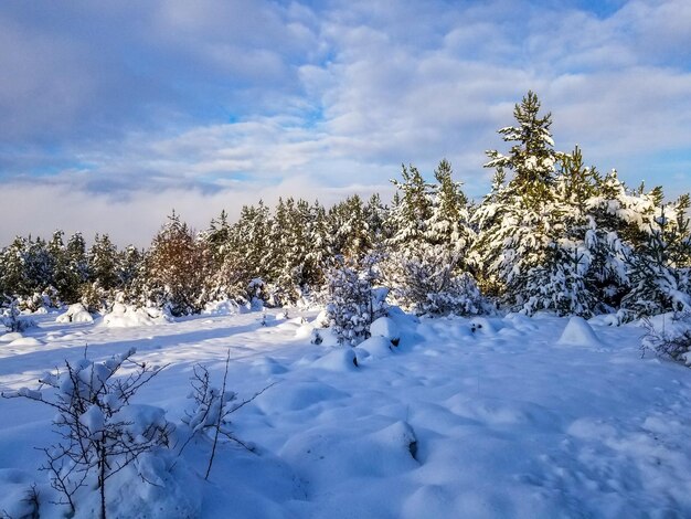 Piante coperte di neve sul campo contro il cielo