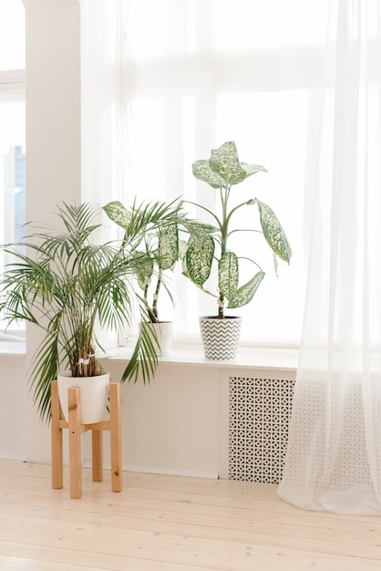 Piante d'appartamento domestiche su un davanzale leggero. Piante moderne in vaso in un interno luminoso. Le palme a casa