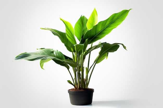 piante d'appartamento esposte in vaso di ceramica sfondo isolato concetto di natura foglia tropicale Ai generato