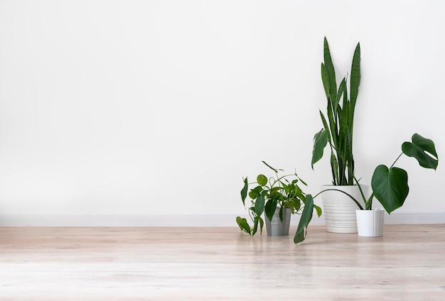 Piante d'appartamento in vasi bianchi su un pavimento grigio chiaro contro un muro bianco in una stanza vuota Il concetto di stile scandinavo minimalista all'interno Spazio libero per il testo