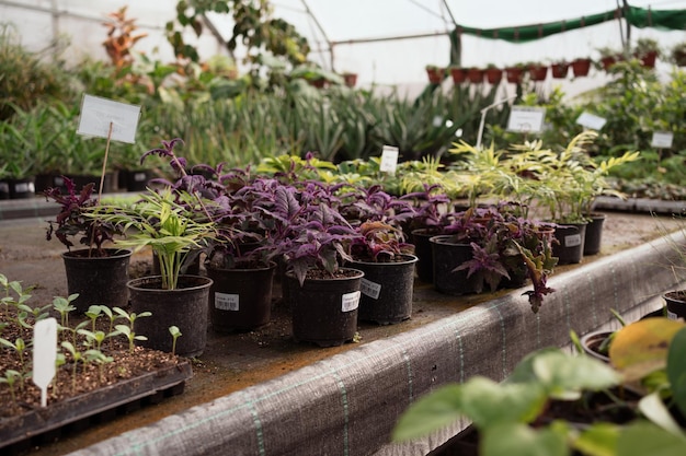 Piante d'appartamento nella serra del centro commerciale del giardino