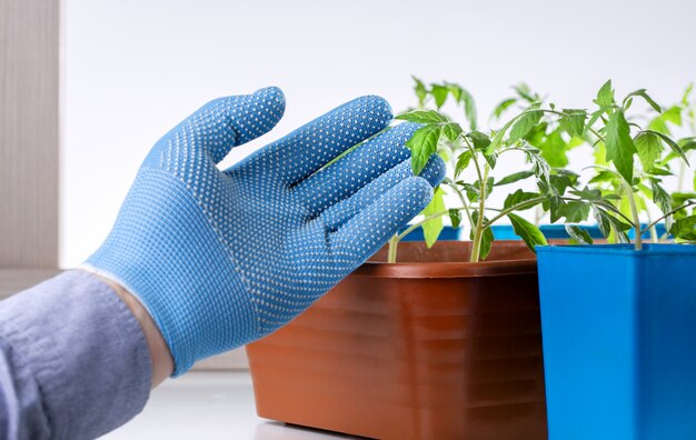 Piante d'esame dello scienziato in laboratorio