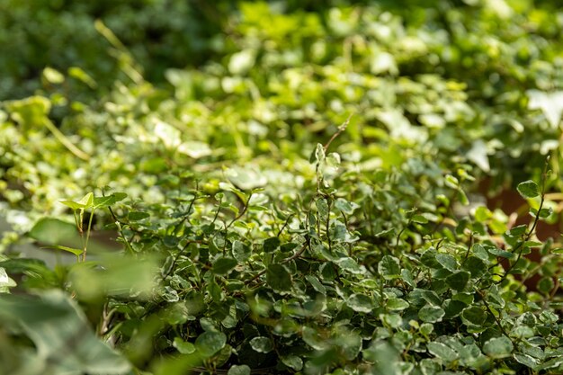 Piante d'interno da un rappresentante nel primo piano della serra