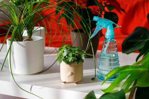 piante da camera sul tavolo nel soggiorno cura delle piante a casa hobby