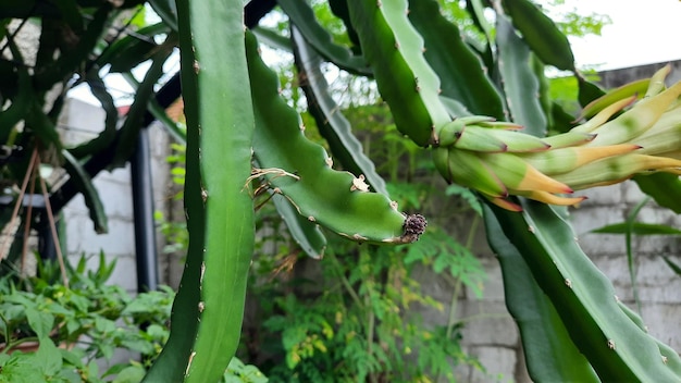 Piante da frutto del drago che sono verdi e piene di spine 01