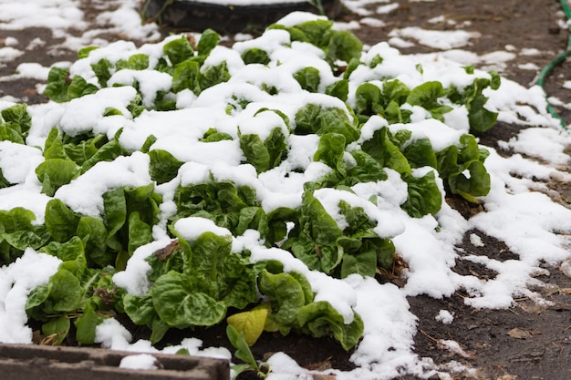 Piante da giardino biologiche coperte di neve