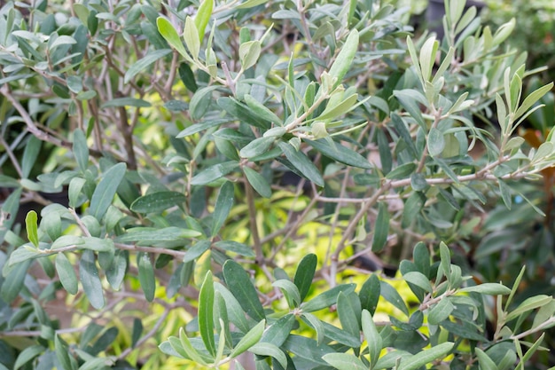 Piante da giardino natura sfondo di foglie verdi, foto d'archivio