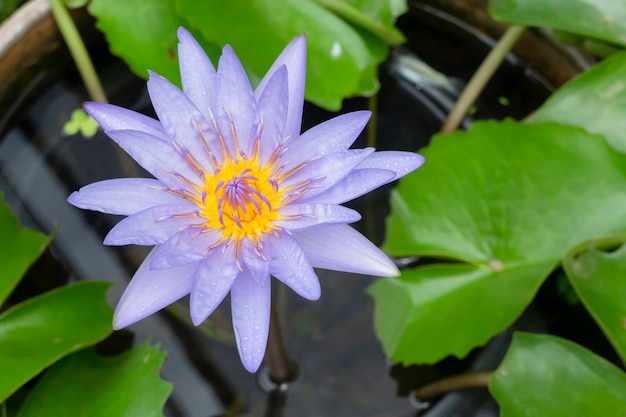 Piante da giardino natura sfondo di foglie verdi, foto d'archivio