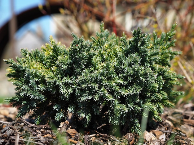 Piante da giardino. Piccolo cespuglio di ginepro squamoso (Juniperus squamata) primo piano. Regione di Leningrado, Russia