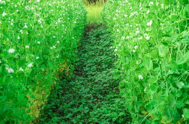 Piante dei fiori e dei piselli dei piselli in molla in anticipo in tempo di mattina organico del giardino dell&#39;azienda agricola di modo