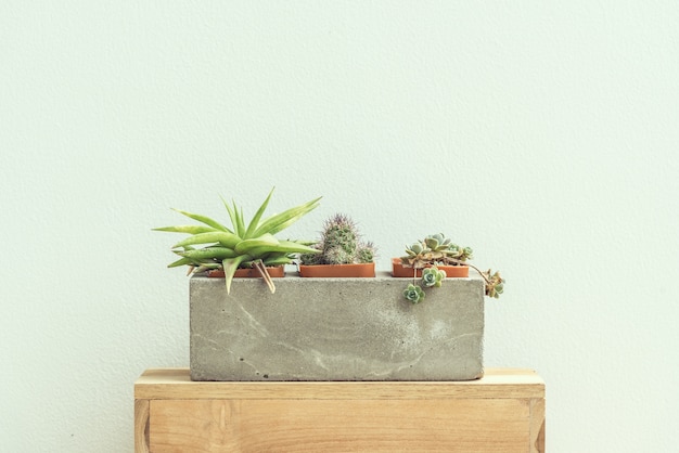 Piante del cactus in vaso del cemento su fondo d&#39;annata.