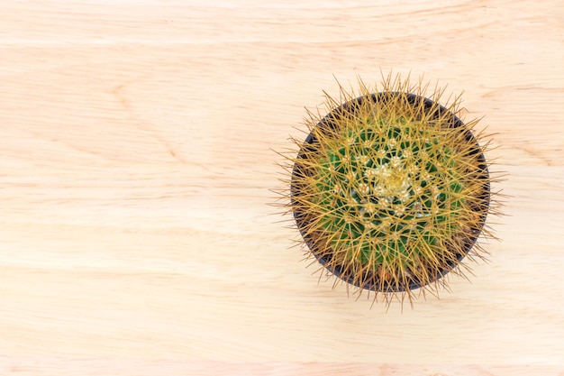 Piante del cactus su struttura di legno del fondo