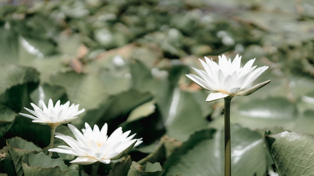 Piante del fiore di loto e fiore di loto in stagno, il simbolo del Buddha, Tailandia.