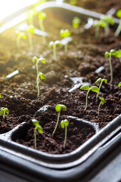 Piante della piantina che crescono in vassoio di plastica di germinazione