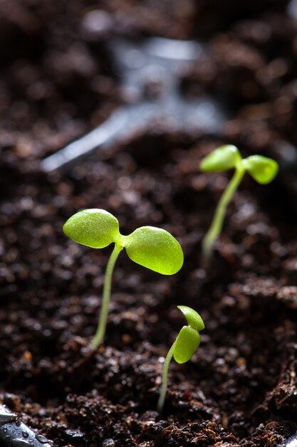 Piante della piantina che crescono in vassoio di plastica di germinazione