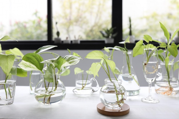 Piante delle piante verdi in vaso di vetro e vaso e tazza sulla tavola di legno marrone