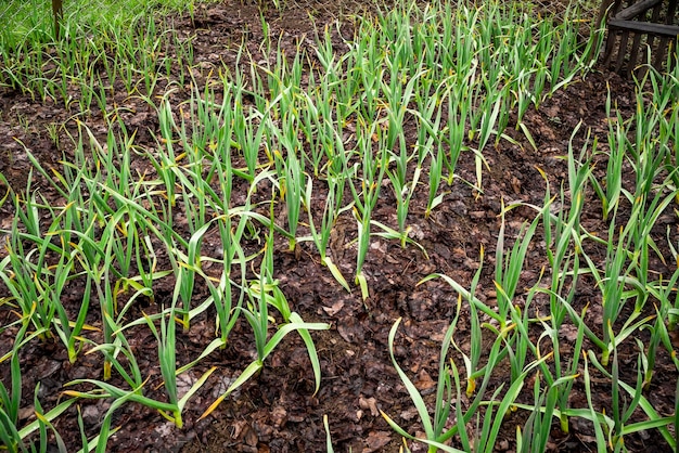 Piante di aglio precoce su un terreno in primavera primo piano piantagione di aglio coltivata biologicamente nell'orto Piccolo alberello di aglio Piante di aglio su un terreno