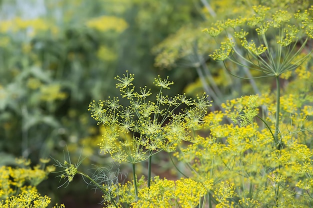 Piante di aneto verde che crescono nella serra