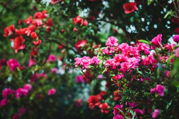 Piante di azalea in fiore e alberi di rododendro nel giardino d'inverno