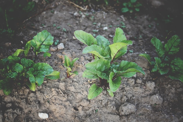 Piante di barbabietola che crescono nell'orto