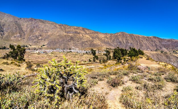 Piante di cactus al Canyon del Colca in Perù, uno dei canyon più profondi del mondo